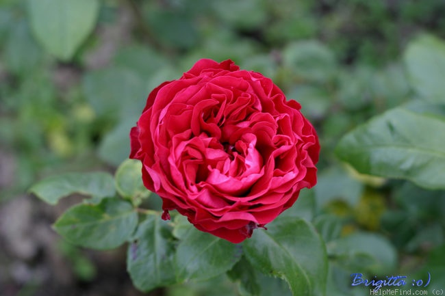 'Ady Endre emléke' rose photo