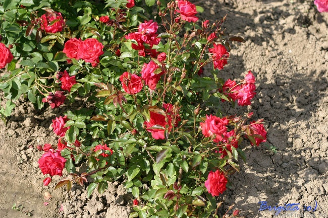 'Álmos' rose photo