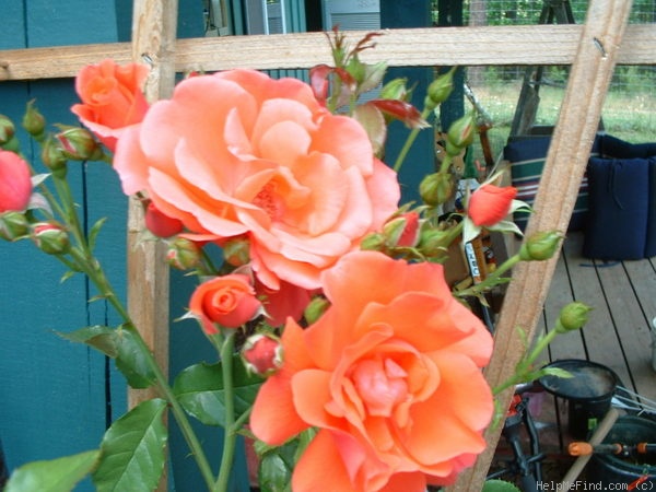 'Blaze of Glory (climber, Zary, 2005)' rose photo
