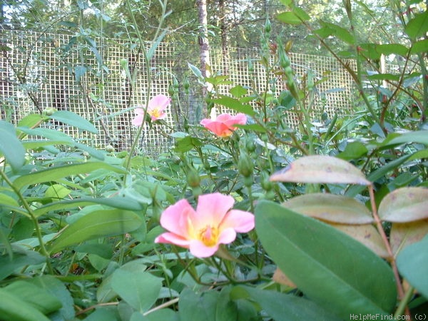 'Happy Chappy ® (Shrub, Ilsink before 1997)' rose photo