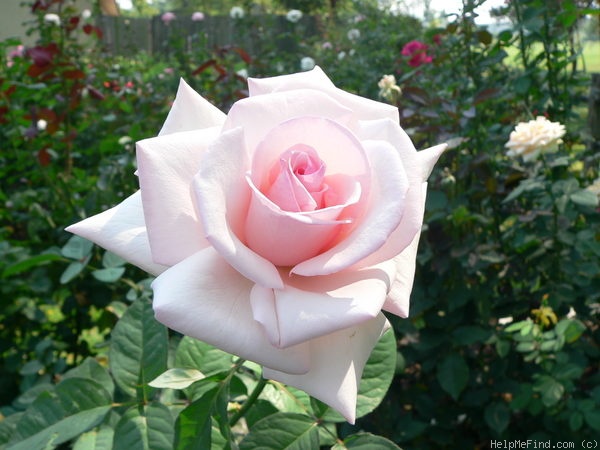 'Cajun Pearl' rose photo