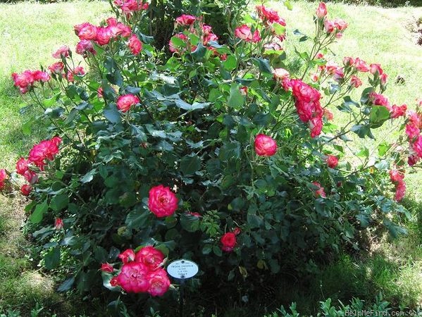 'Régine Crespin' rose photo