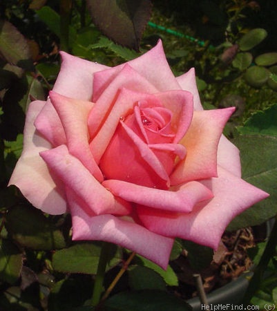 'Oksana' rose photo