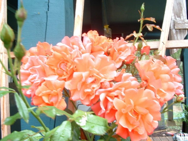 'Blaze of Glory (climber, Zary, 2005)' rose photo
