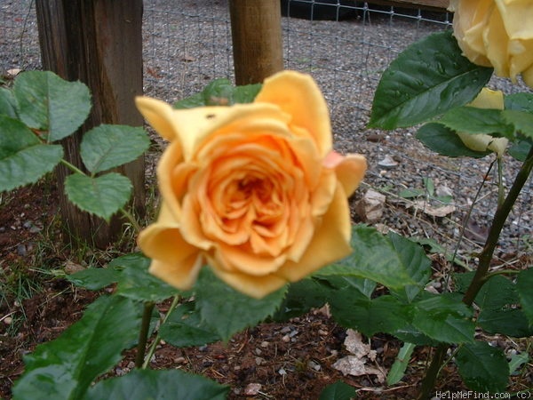 'Golden Zest ™' rose photo