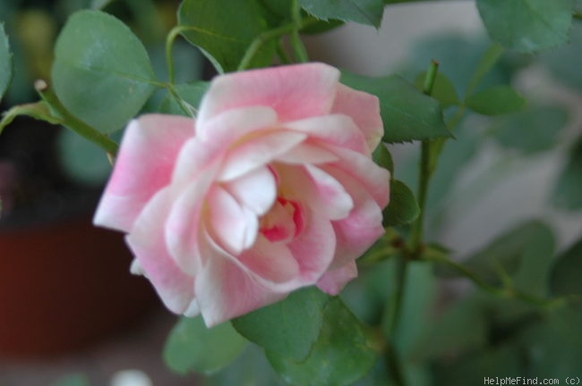 'Magic East ™' rose photo