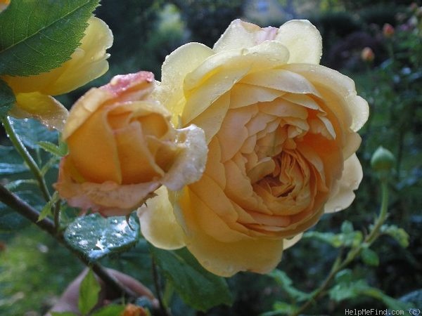 'Golden Celebration ™' rose photo