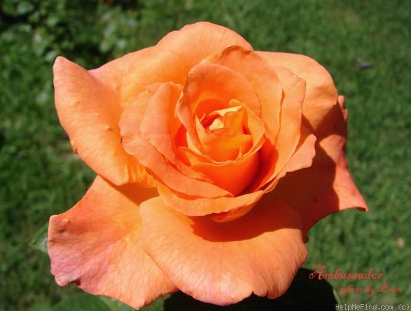 'Ambassador (hybrid tea, Meilland, 1976)' rose photo