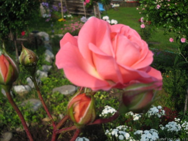 'Schackenborg Castle' rose photo