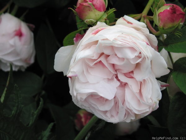 'Juno (centifolia, Bell before 1820)' rose photo