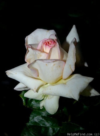'Alphonse Daudet ®' rose photo