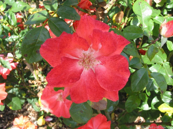 'Anna Wheatcroft (Floribunda, Tantau, 1959)' rose photo