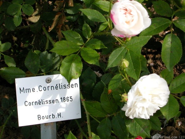 'Madame Cornélissen' rose photo