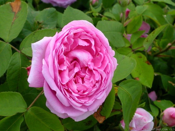 'Agatha Incarnata' rose photo