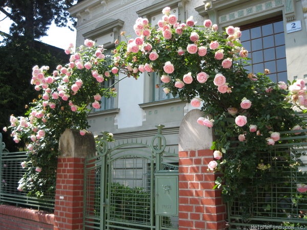 'Pierre de Ronsard ®' rose photo