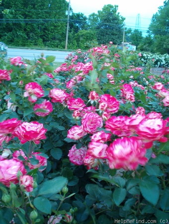 'Cherry Parfait ™' rose photo