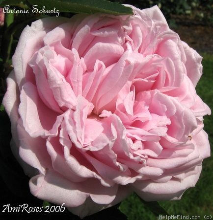 'Antonie Schurz' rose photo