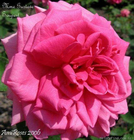 'Madame Gustave Soupert' rose photo