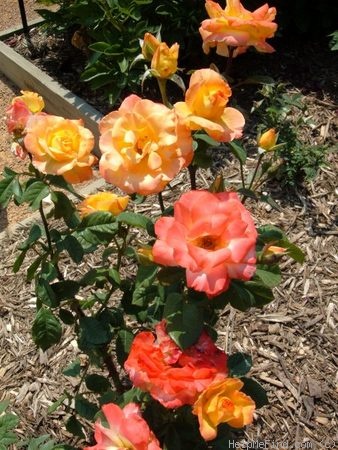 'Chihuly ®' rose, click to enlarge 'Chihuly ®' rose photo