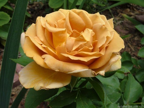 'Honey Dijon ™ (Hybrid Tea, Sproul, 2003)' rose photo