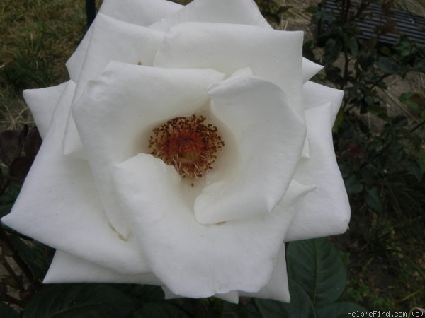 'Queen Mary 2 ™' rose photo