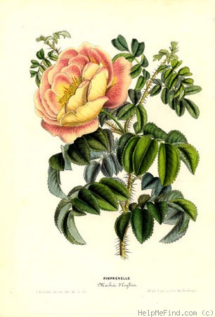 'Marbrée d'Enghien (hybrid spinosissima, Parmentier, 1830)' rose photo