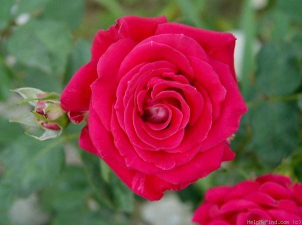 'Christine's Dream' rose photo
