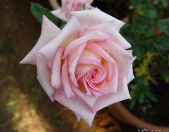 'Hawaiian Fragrant Sunrise ™' rose photo