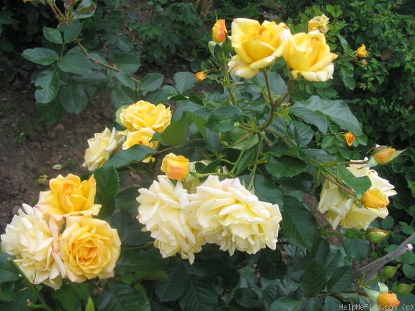 'Mischka' rose photo