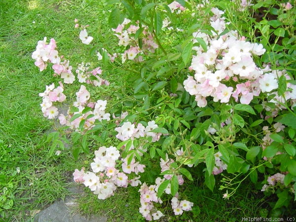 'Frisson Frais' rose photo