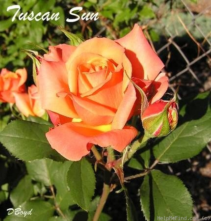'Tuscan Sun ™' rose, click to enlarge 'Tuscan Sun ™' rose photo