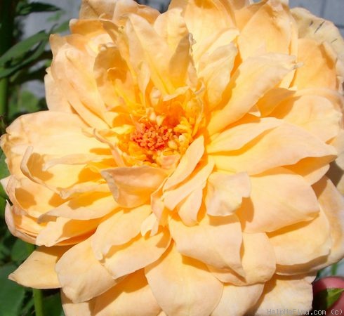 'Feu Joseph Looijmans' rose photo