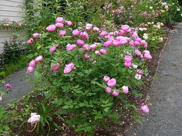'Allegra and Barry Smith' , click to enlarge 'Allegra and Barry Smith'  photo