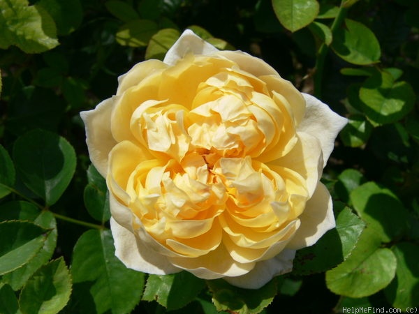 'Jayne Austin (shrub, Austin 1993)' rose photo