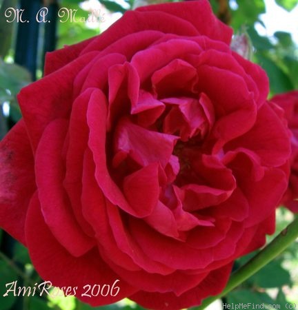 'Monsieur A. Maillé' rose photo