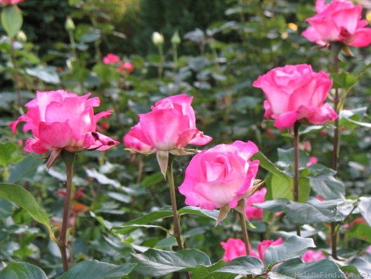 'Rose Gaujard ®' rose, click to enlarge 'Rose Gaujard ®' rose photo