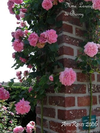 'Madame Lauriol de Barny' rose photo