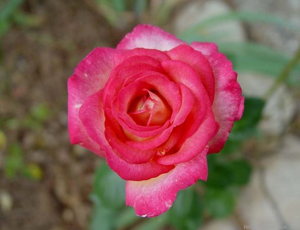 'Chivalry ®' rose photo