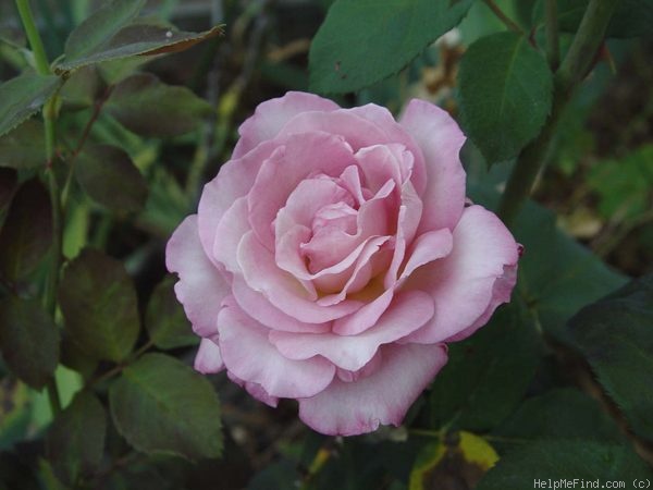 'The Temptations ™' rose photo