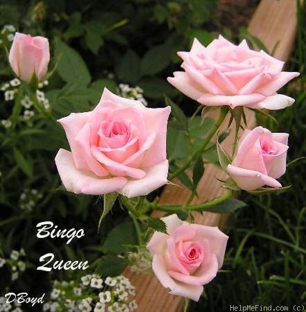 'Bingo Queen ™' rose photo