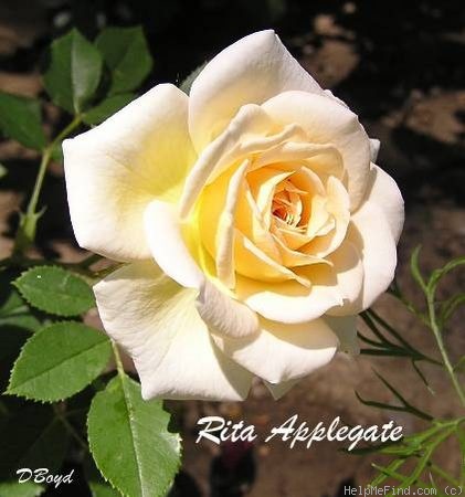 'Rita Applegate' rose photo