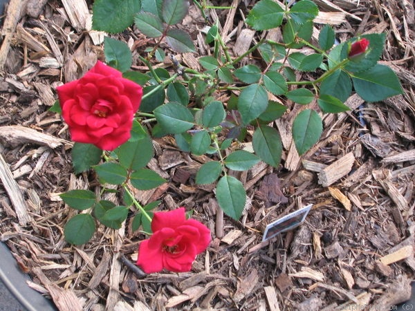 'Ralph Moore ™' rose photo