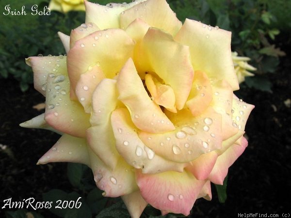 'Irish Gold' rose photo