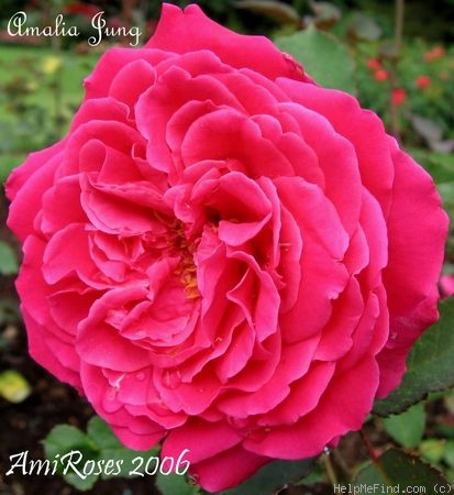 'Amalia Jung' rose photo