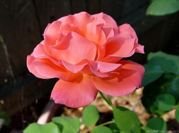 'Marmalade Mist ™' rose photo