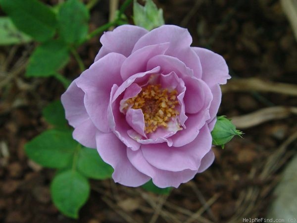 'Ripples' rose photo