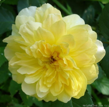 'Molineux' rose photo