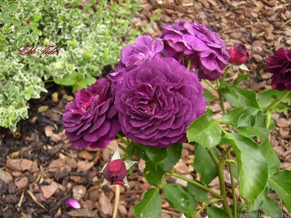 'Ebb Tide ™ (floribunda, Carruth 2001)' rose photo