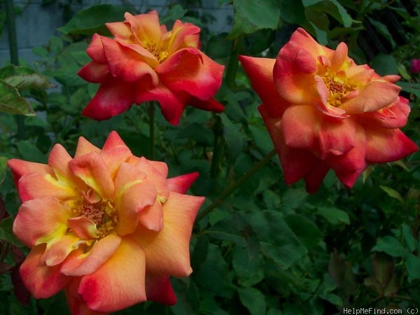 'Bonfire Night ®' rose photo