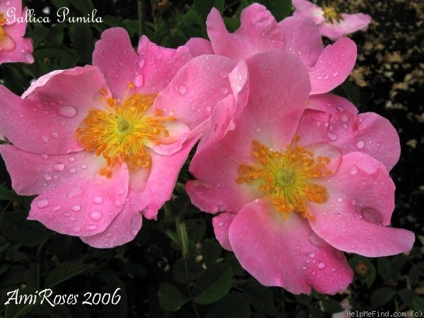 '<i>Rosa gallica</i> var. <i>pumila</i> (Jacq.) Regel' rose photo